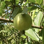 Orani farm fruit tree