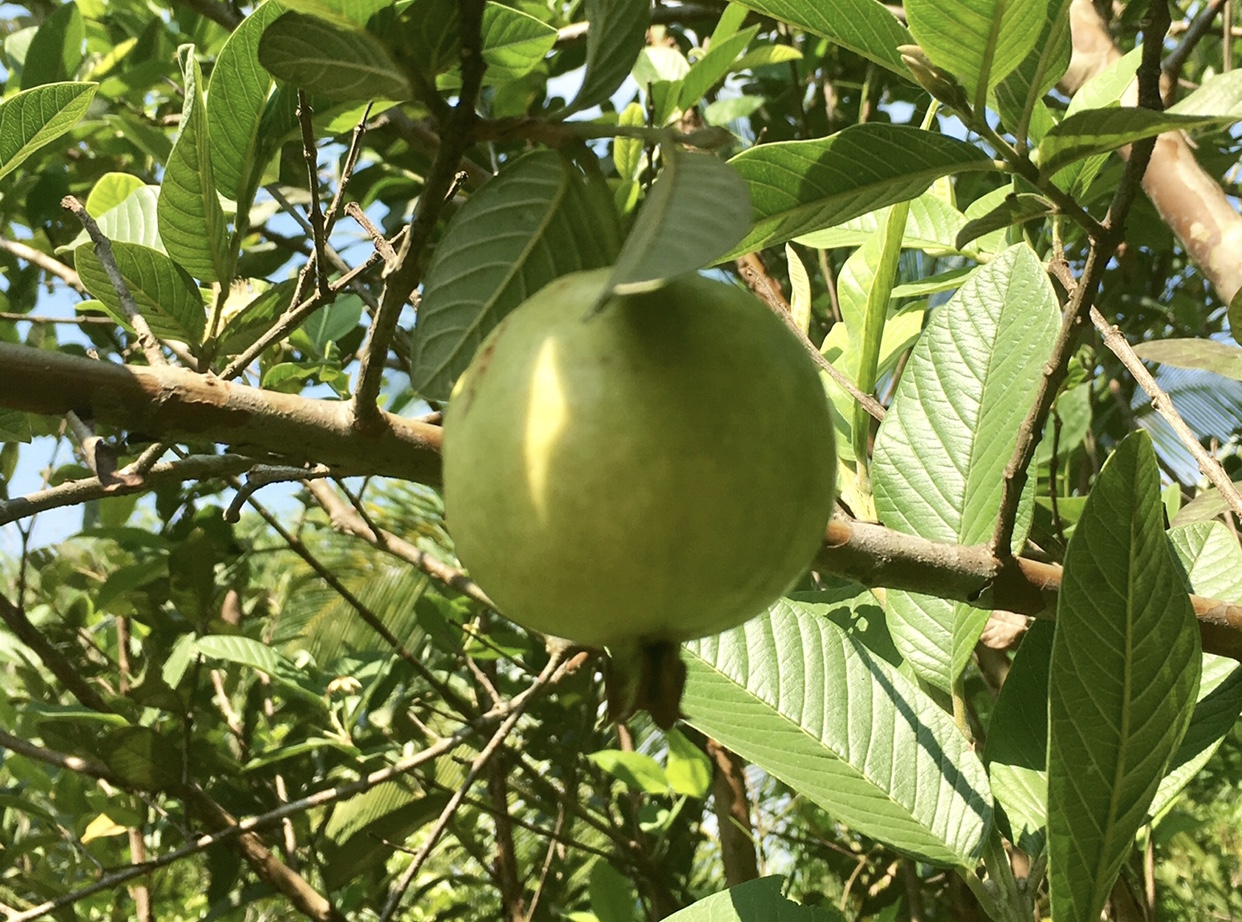 Orani farm fruit tree