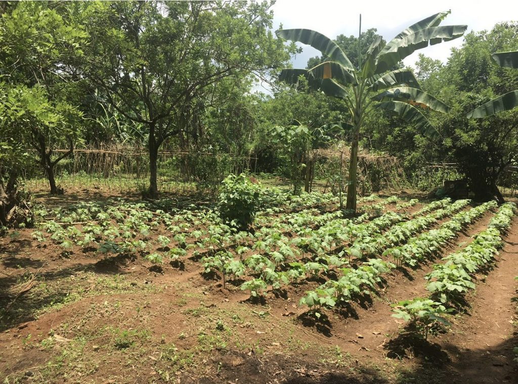 Orani leisure farm