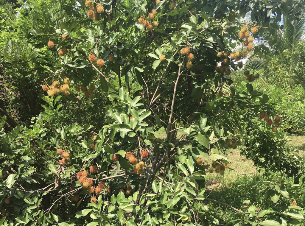 Orani leisure farm fruit tree